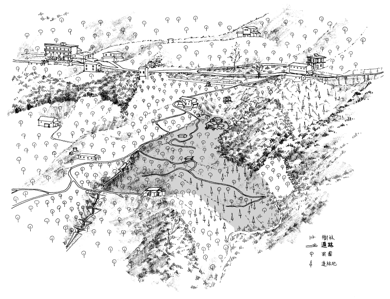 书中插图,阿宝开垦的山坡地果园,人造林地与果树交织