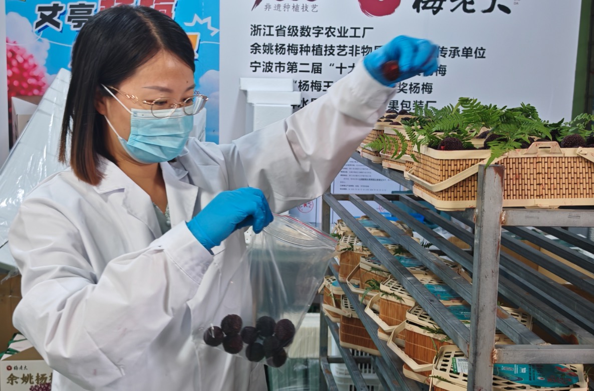 刘凤在合作社冷库内为余姚杨梅采样检测 摄影/缪琦