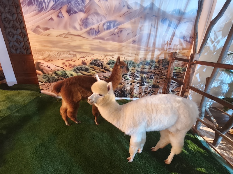 两只羊驼在上海博物馆展厅