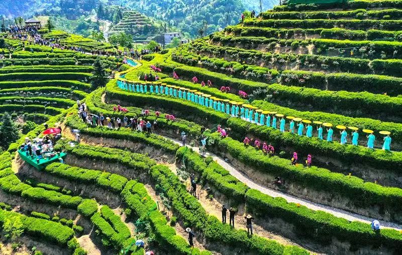 美丽的金寨茶园