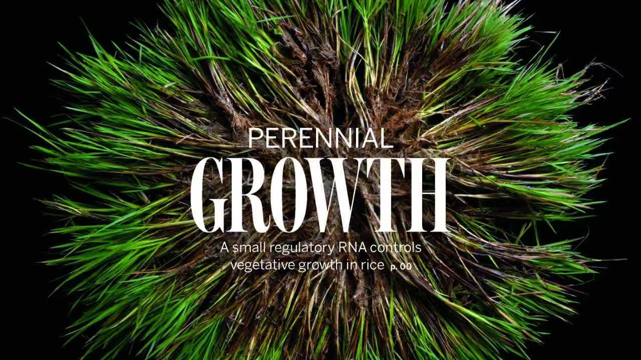 中国科学家成果登《科学》封面，对粮食生产有何意义？