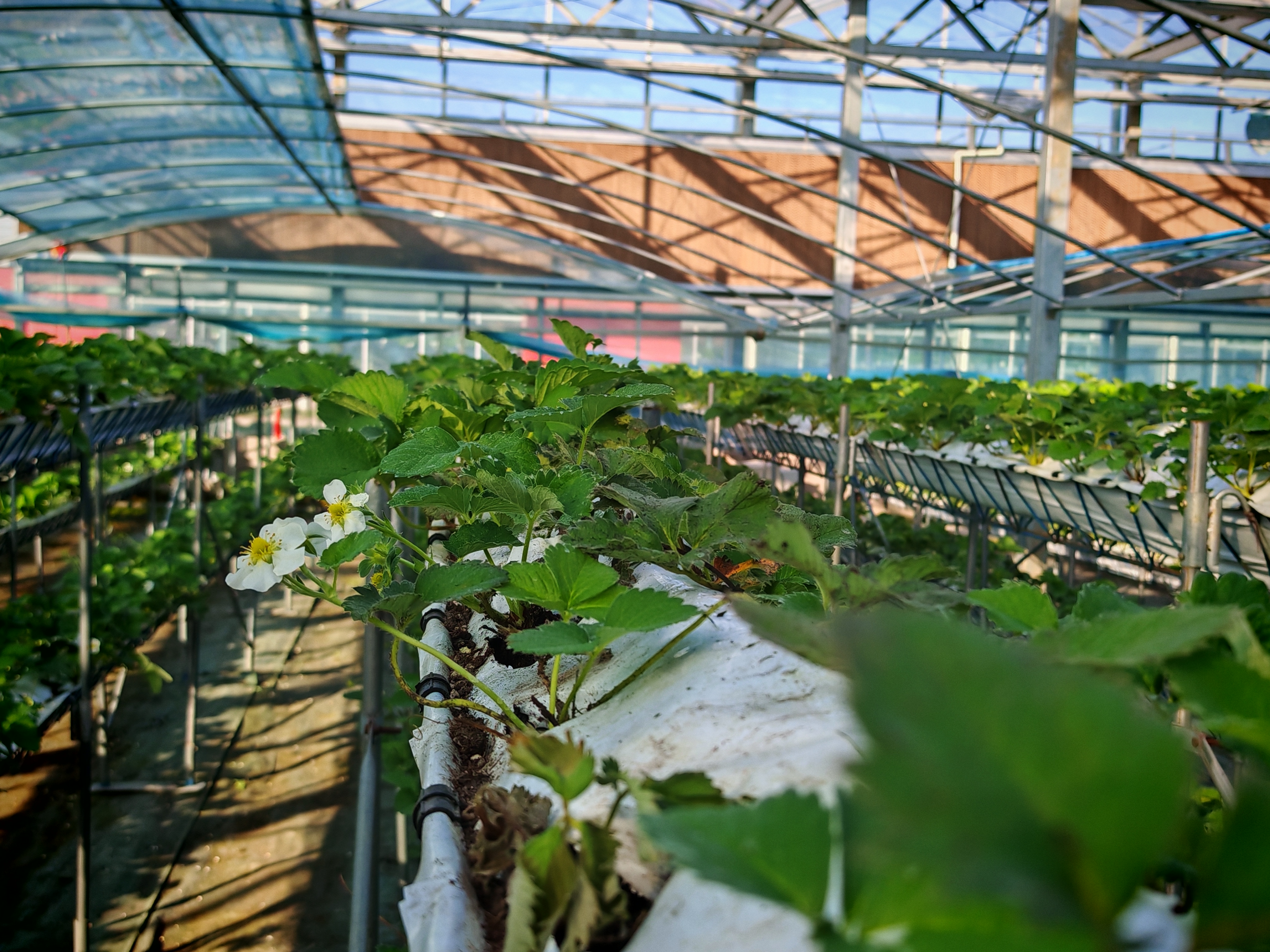 佳莓的悬挂式种植方式 摄影/缪琦