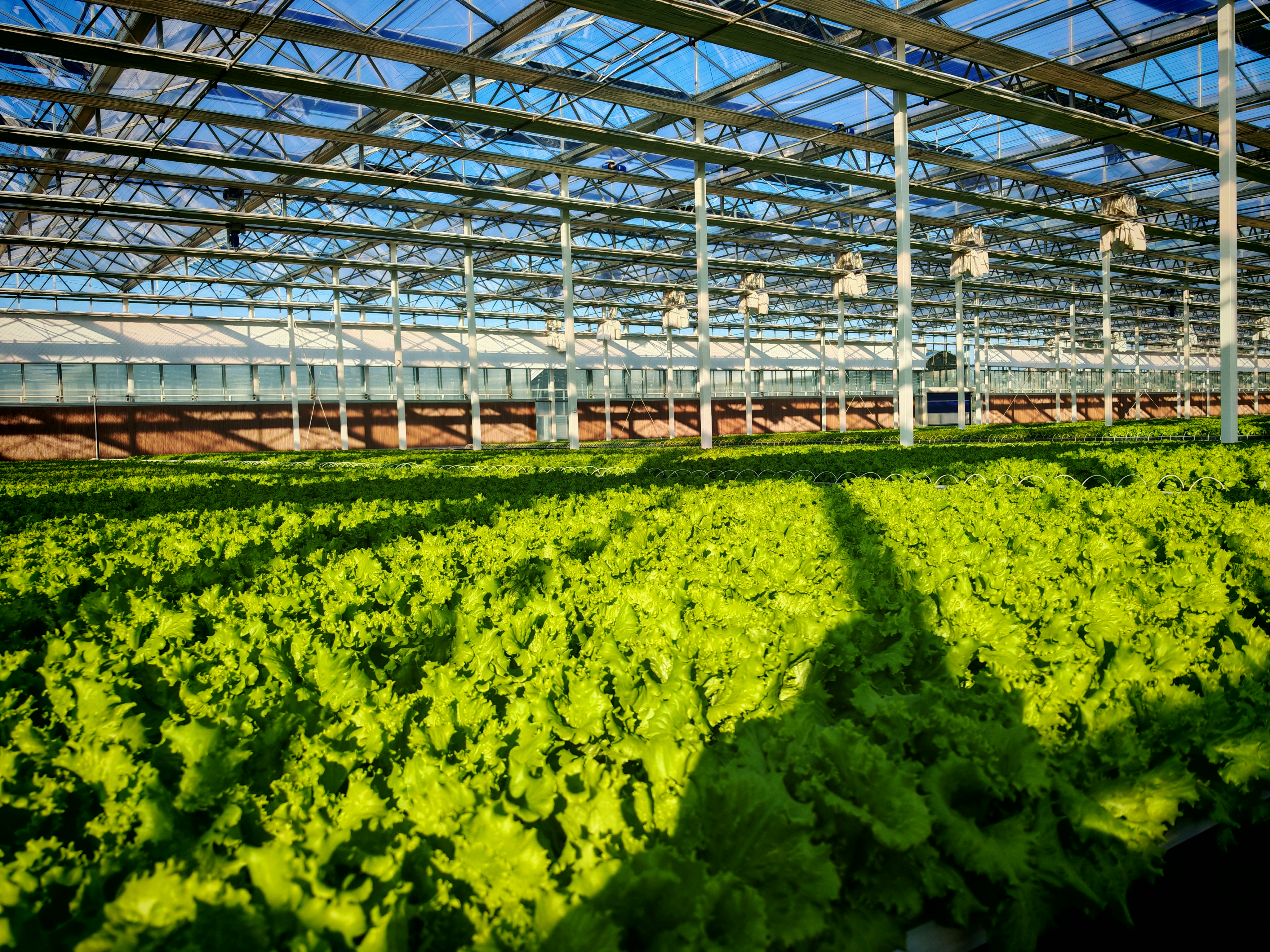 浙江后稷的水培生菜 摄影/缪琦