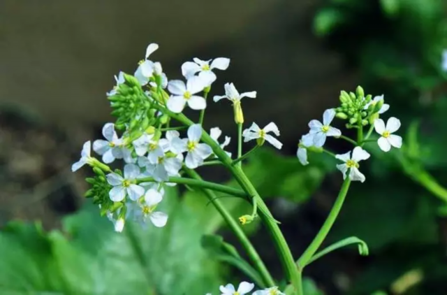 领悟 苔花如米小也学牡丹开 的使命担当
