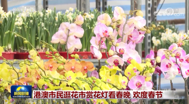 港澳市民逛花市赏花灯看春晚欢度春节