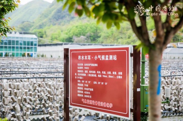 中国有约 陕西柞水金米村 小木耳已成大产业