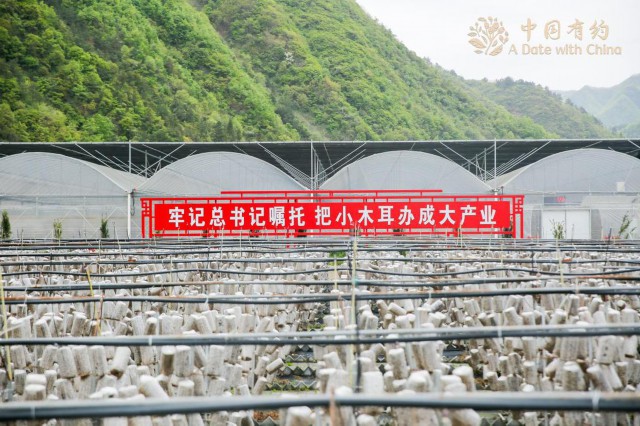 中国有约 陕西柞水金米村 小木耳已成大产业