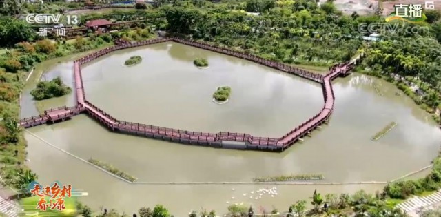 走进乡村看小康 博后村臭水塘变 爱情湖 盐碱地里种玫瑰黎族老乡奔小康