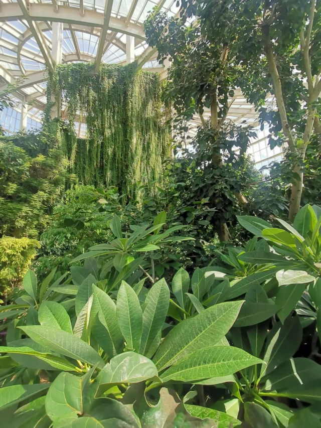 昆明 扶荔宫 带你穿越植物王国