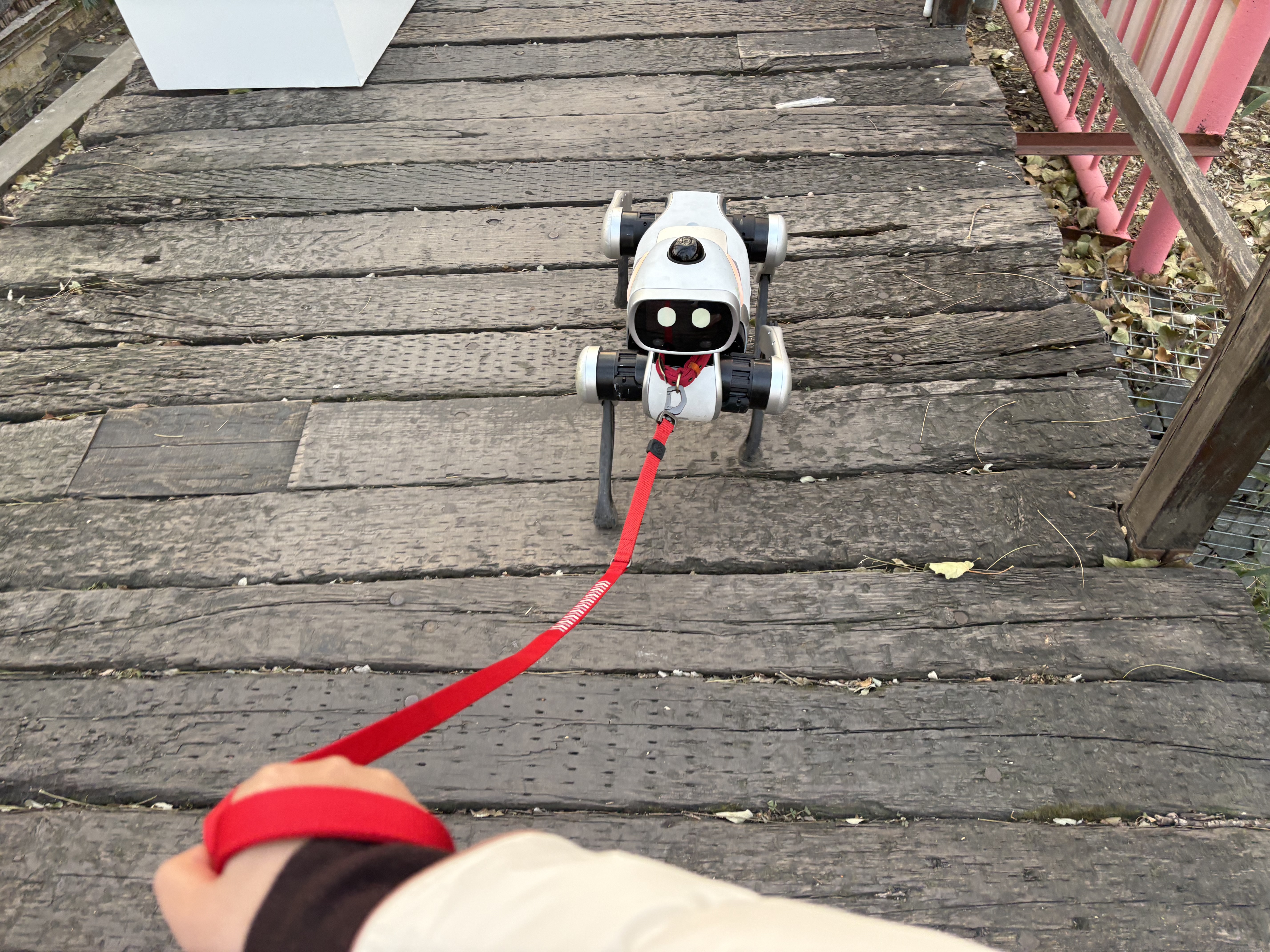 记者在公园体验遛狗。