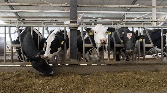 二师兄行情卷土重来,机构称猪价未来2个月大