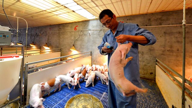 二师兄行情卷土重来,机构称猪价未来2个月大