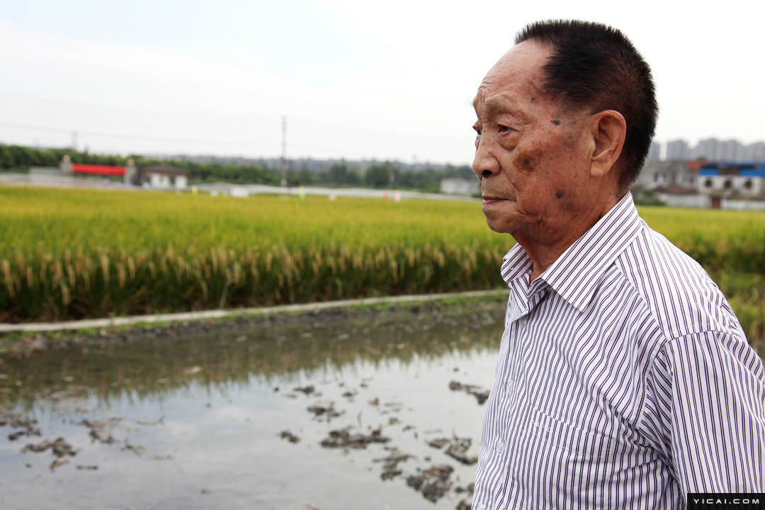 中国“杂交水稻之父”袁隆平逝世