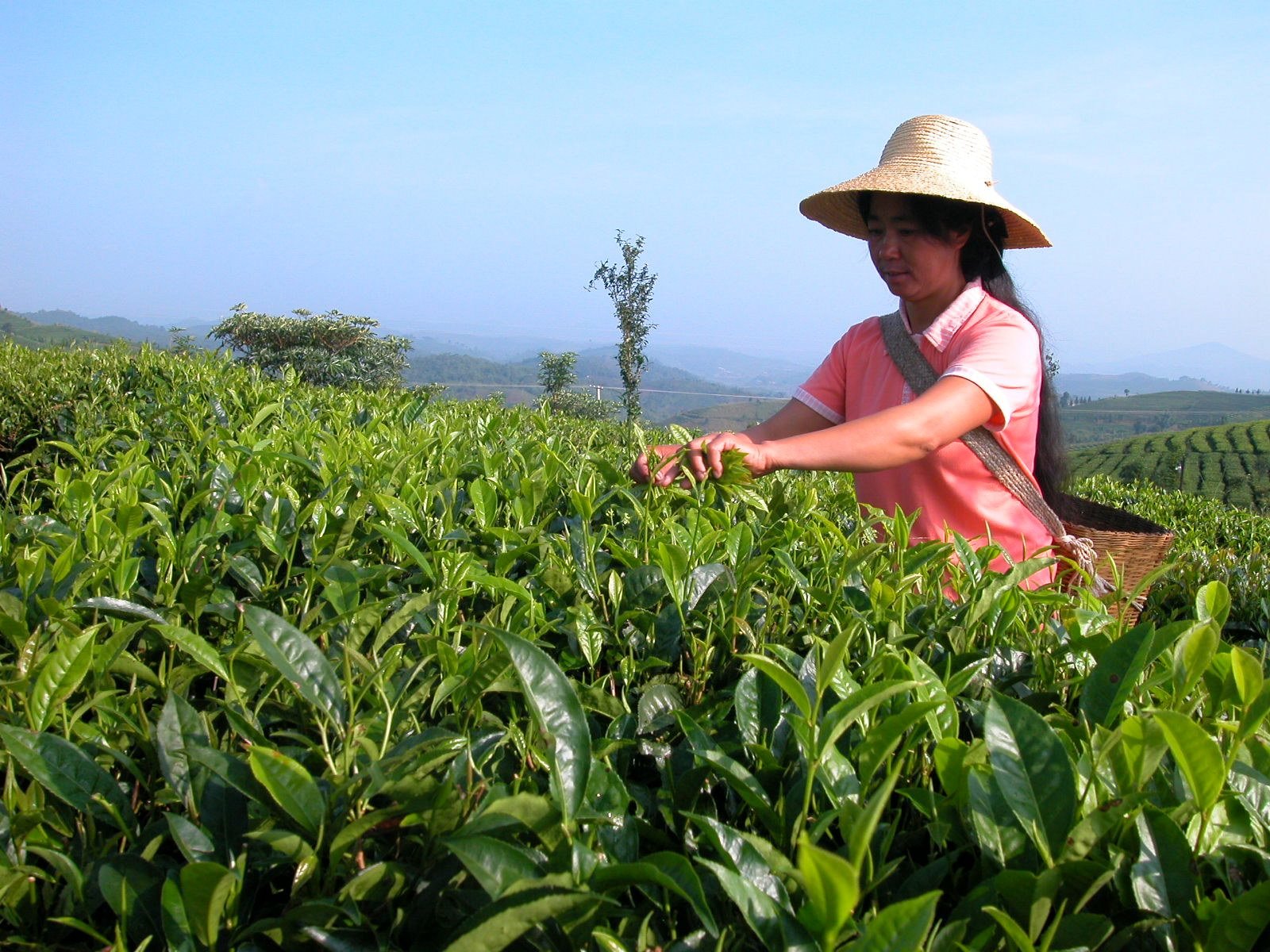 疯狂的茶叶一夜崩盘：“金融茶”爆雷背后的庞氏骗局