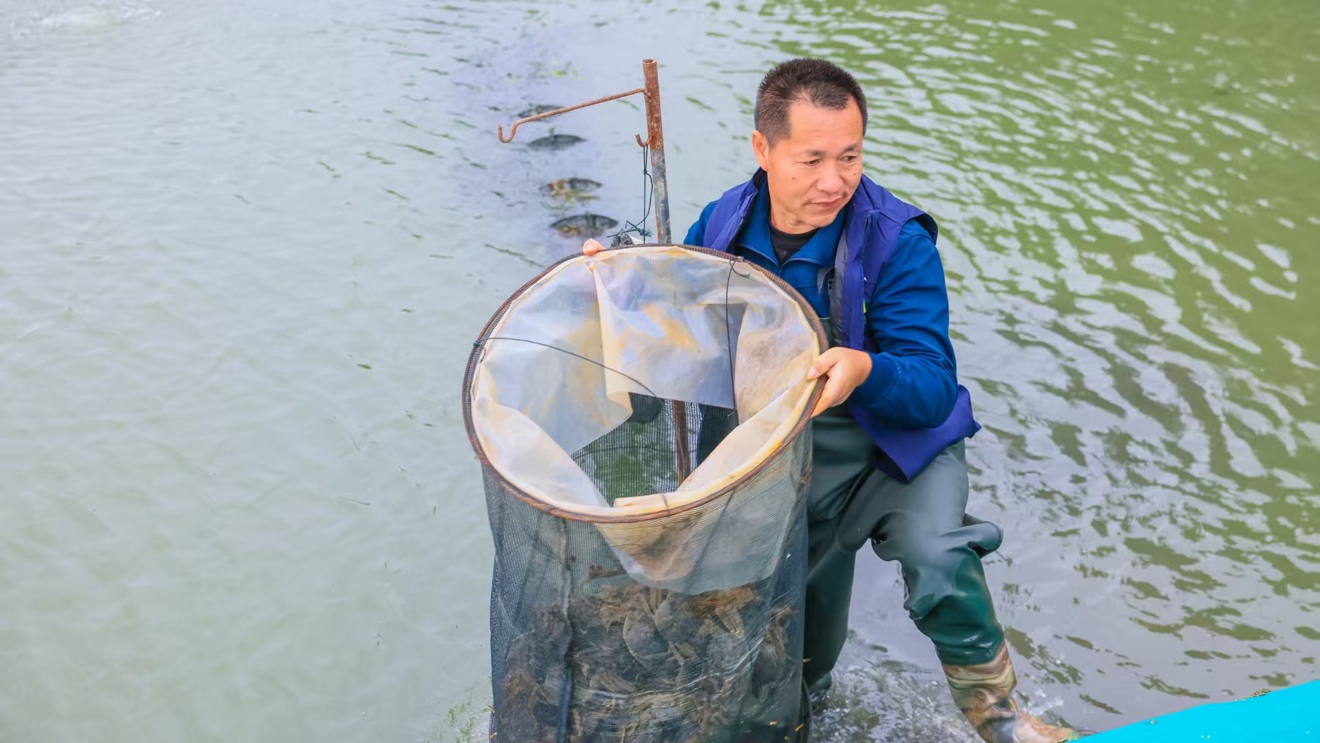 大闸蟹的江湖：正宗阳澄湖并不多见，短斤少两、卡券虚标却常有