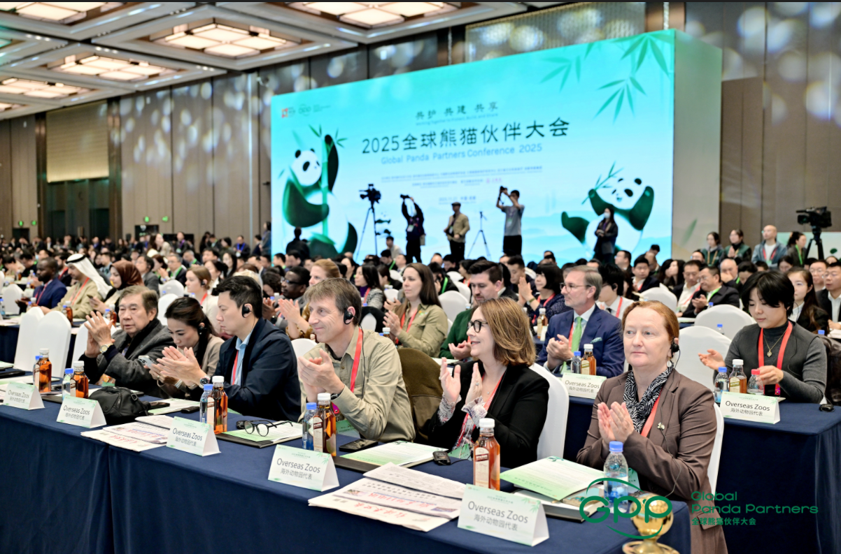 超级城市IP“滚滚”而来，成都文创软实力全球彰显