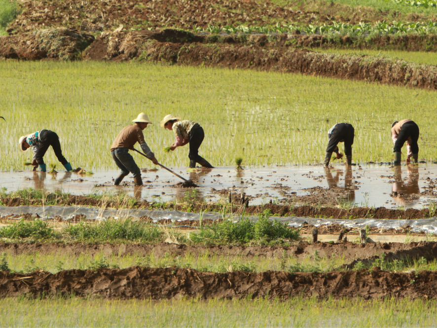 促进农民增收，中央1号文件作出新部署