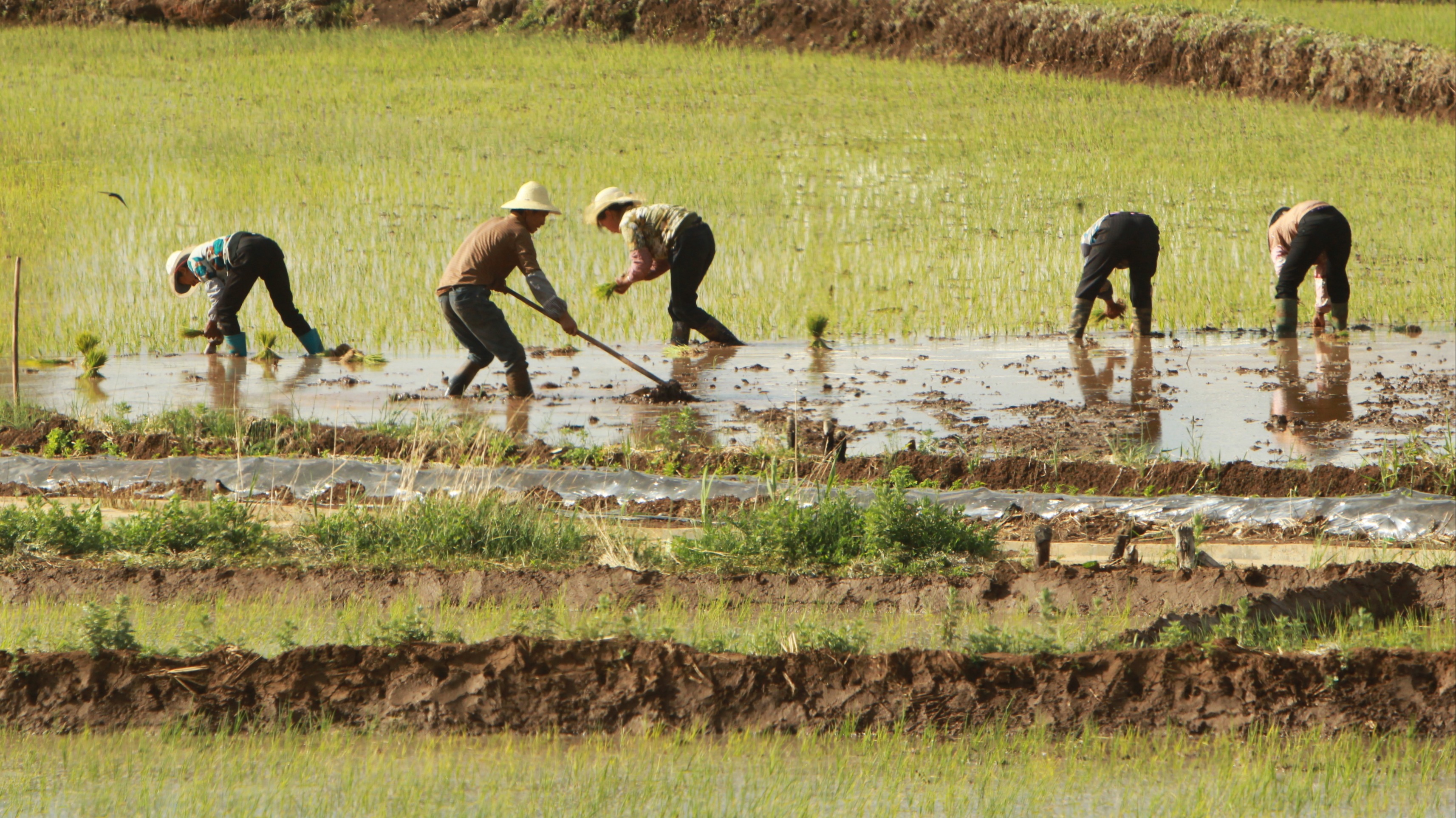 促进农民增收，中央1号文件作出新部署