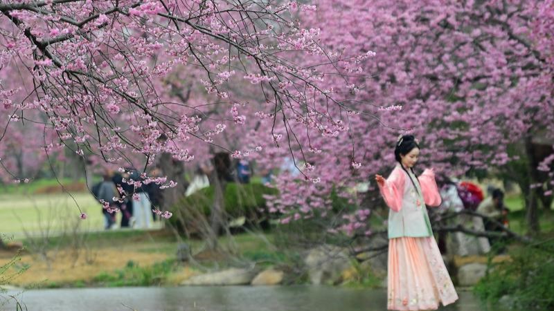 春假联动清明小长假，“赏花经济”迎来爆发