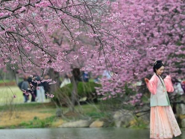 春假联动清明小长假，“赏花经济”迎来爆发
