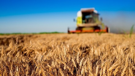 食品通胀卷土重来？气候、战争冲击全球农产品，小麦玉米创三年新高
