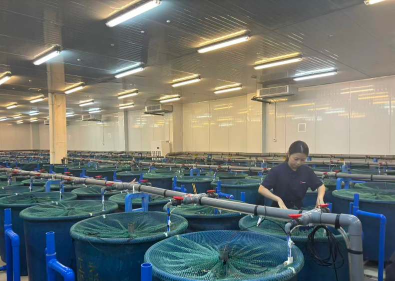 给种鱼植入电子芯片,海南临高“赛博养鱼”干出亿元产值|活力中国调研行