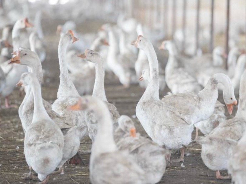 千万只鹅“出走”六安，带飞百亿羽球羽绒产业