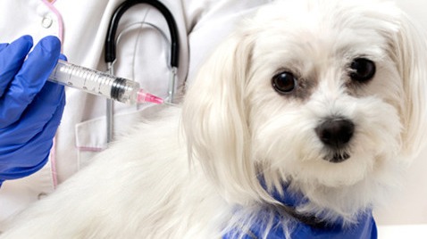 狂犬病死亡数创2020年以来新高，但狂犬病疫苗不好卖、龙头厂家业绩腰斩