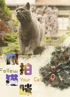 跟拍猫咪海报