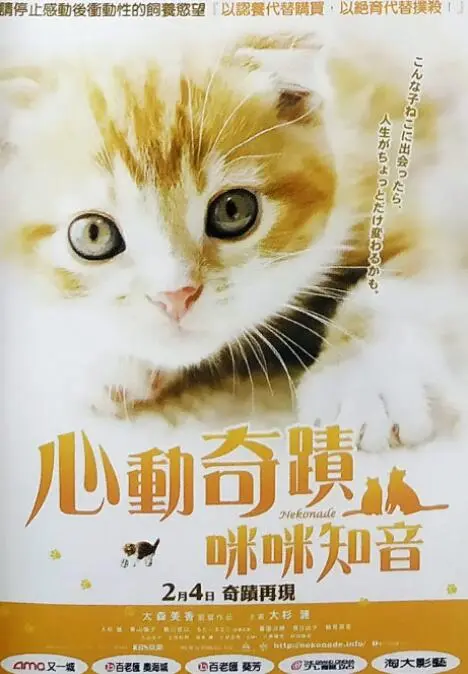 小猫奇缘海报