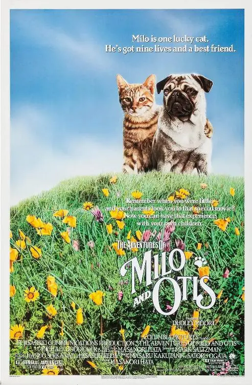 小猫的故事海报