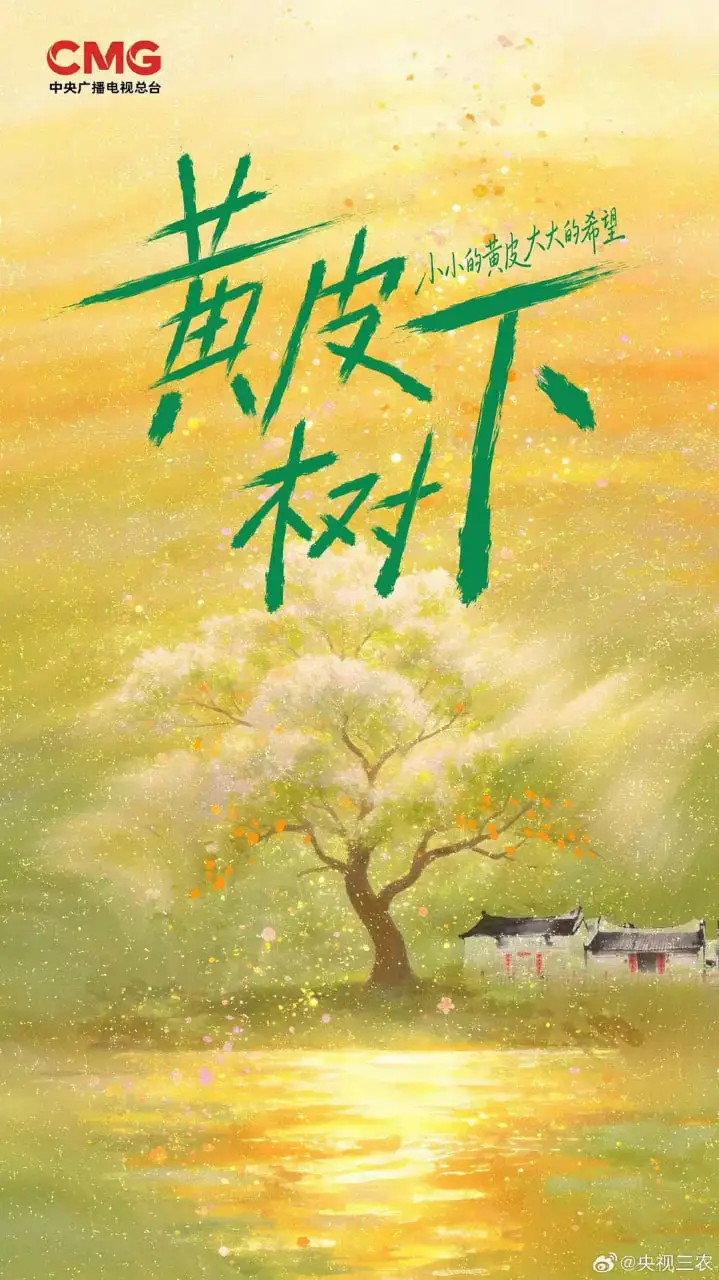 黄皮树下